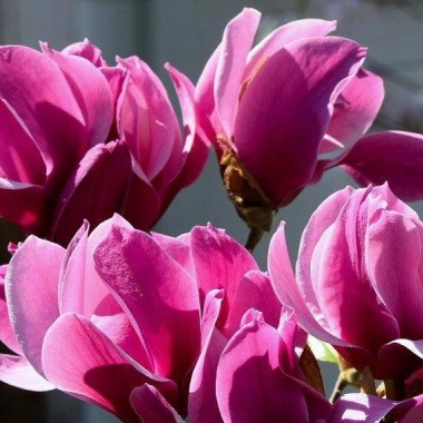 magnolia amethyst flame4
